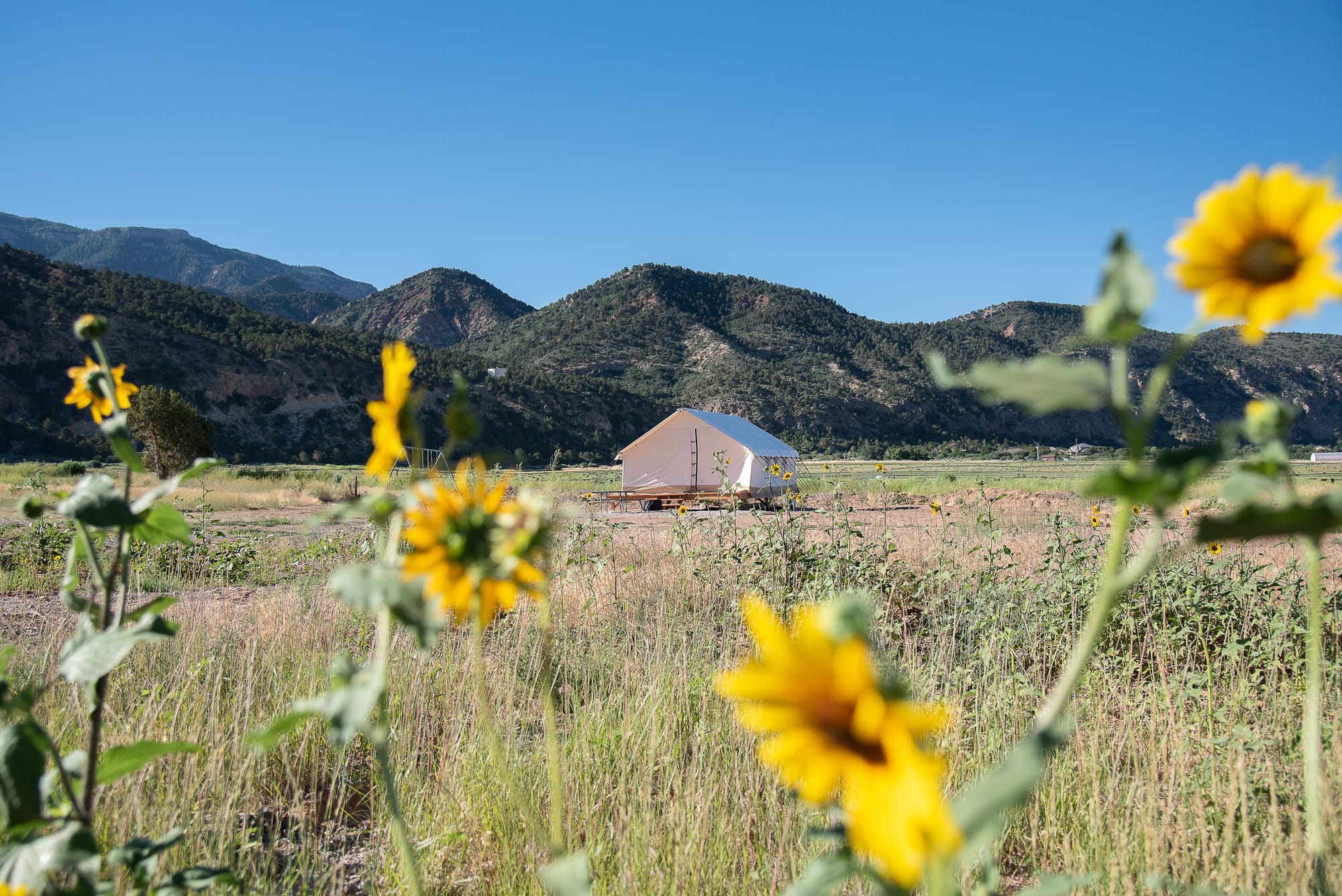 Sunflowers and Safari tent