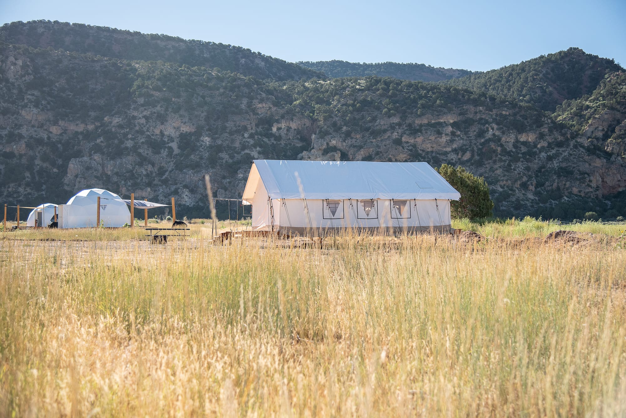 safari tent in the weeds